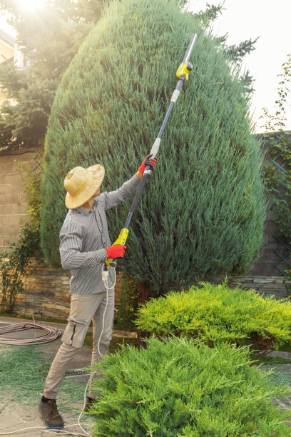  Madison Heights, VA Tree Removal and Landscaping Services Pros